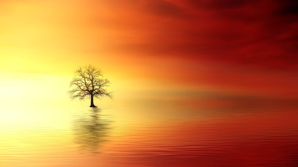 sunset, tree, dawn